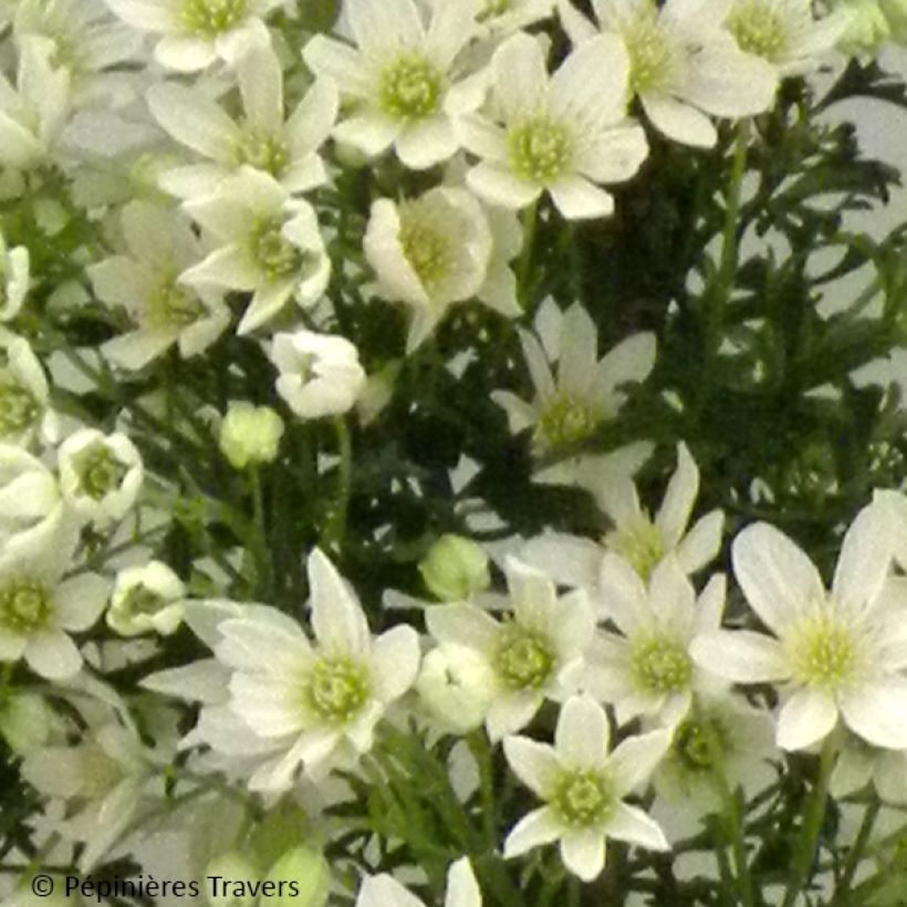 Waldrebe Tai Yang - Clematis (Flowering)