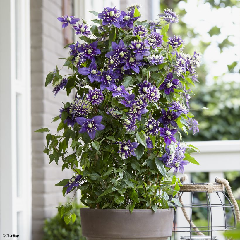 Waldrebe Taiga - Clematis (Plant habit)