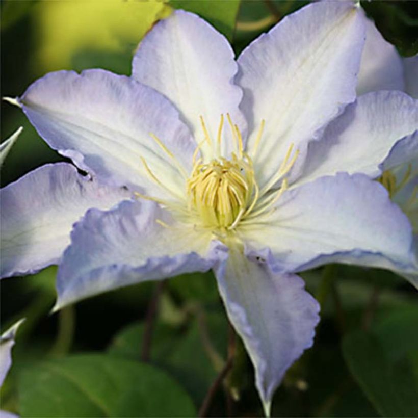Waldrebe Thyrislund - Clematis (Flowering)