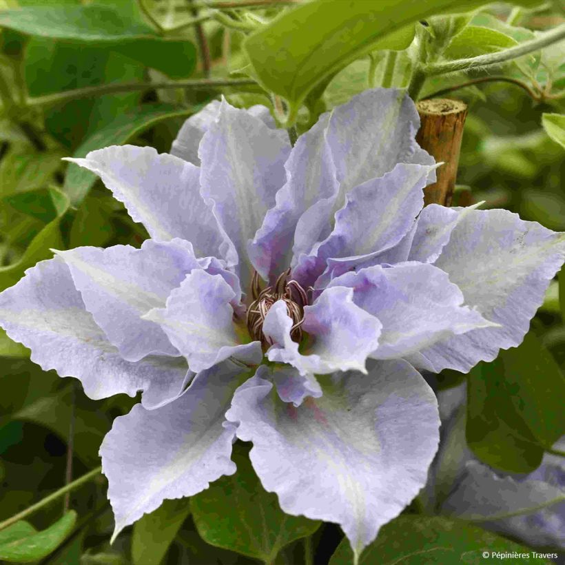 Waldrebe Tranquilite - Clematis (Flowering)