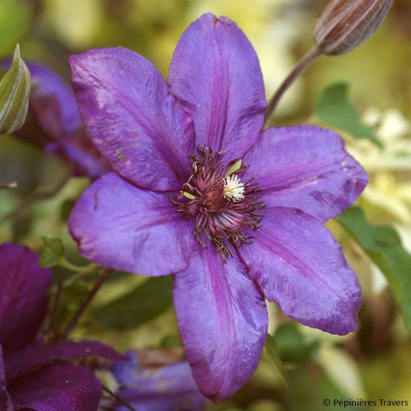 Waldrebe Versailles - Clematis (Flowering)