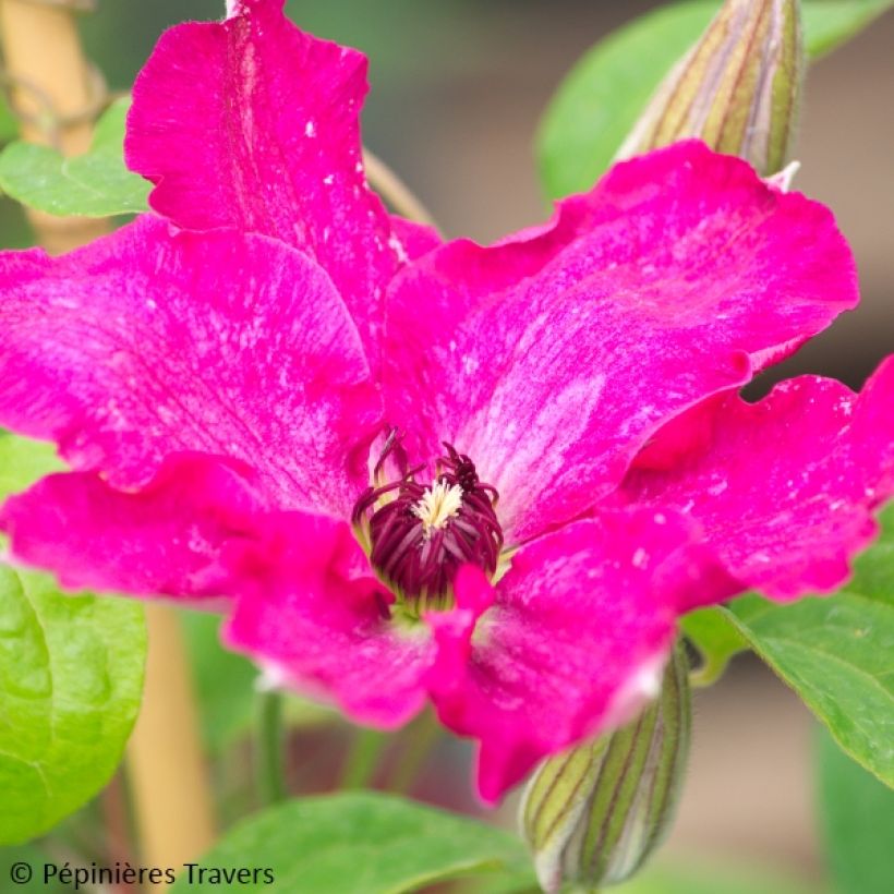 Waldrebe Viva Polonia - Clematis (Flowering)