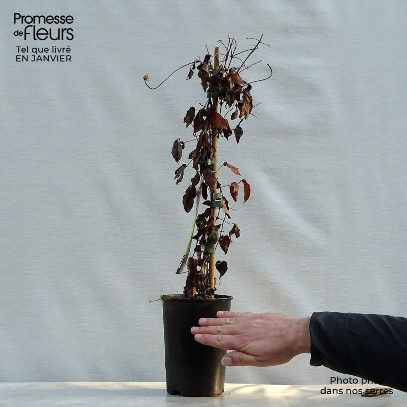 Exemplar von Waldrebe Warszawska Nike - Clematis Topf mit 2L/3L wie im Winter geliefert