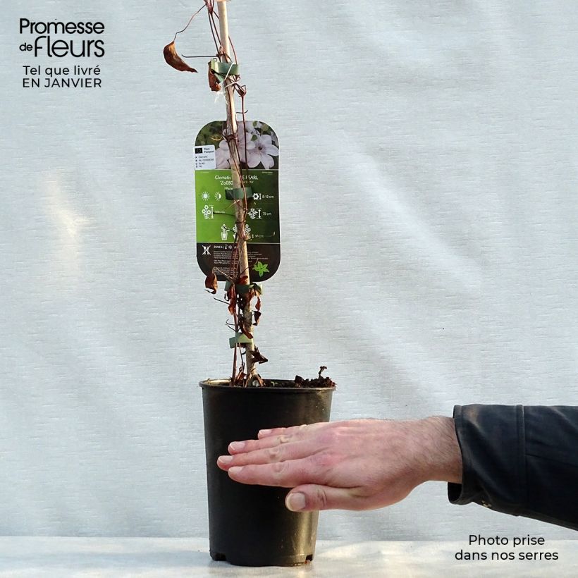 Exemplar von Waldrebe White Pearl - Clematis Topf mit 2L/3L wie im Winter geliefert