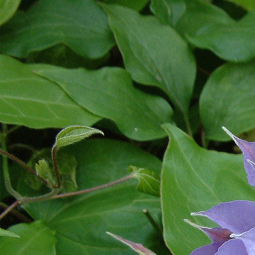 Waldrebe Yvette Houry - Clematis (Foliage)