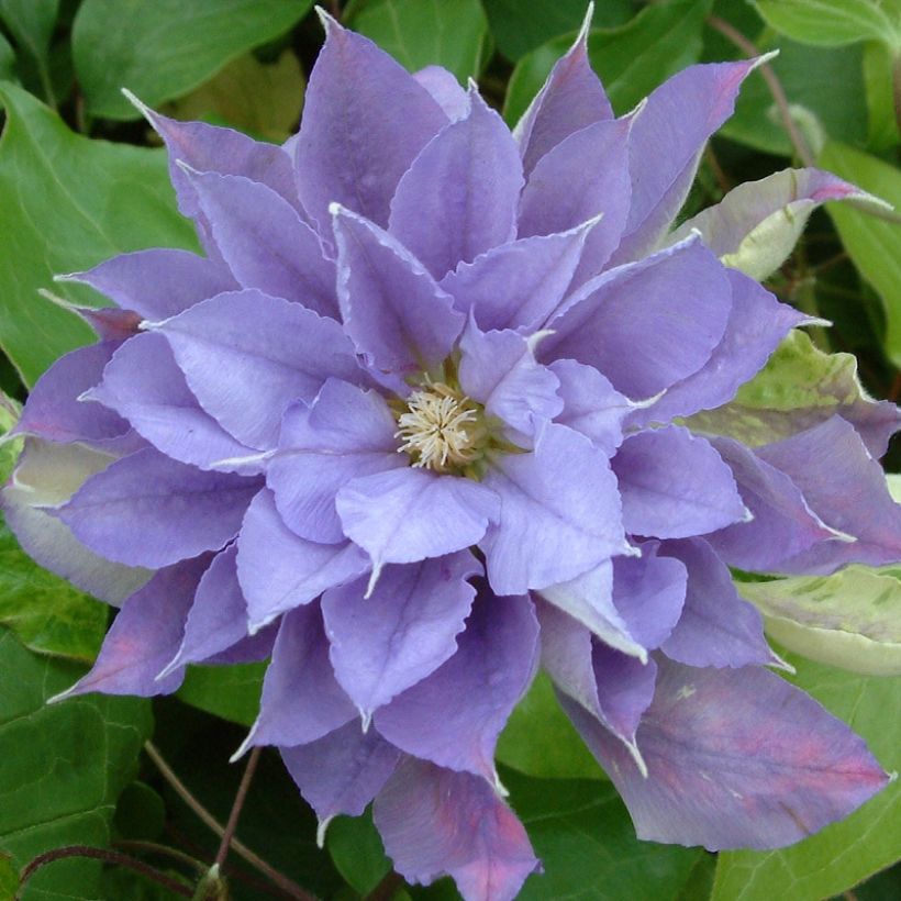 Waldrebe Yvette Houry - Clematis (Flowering)