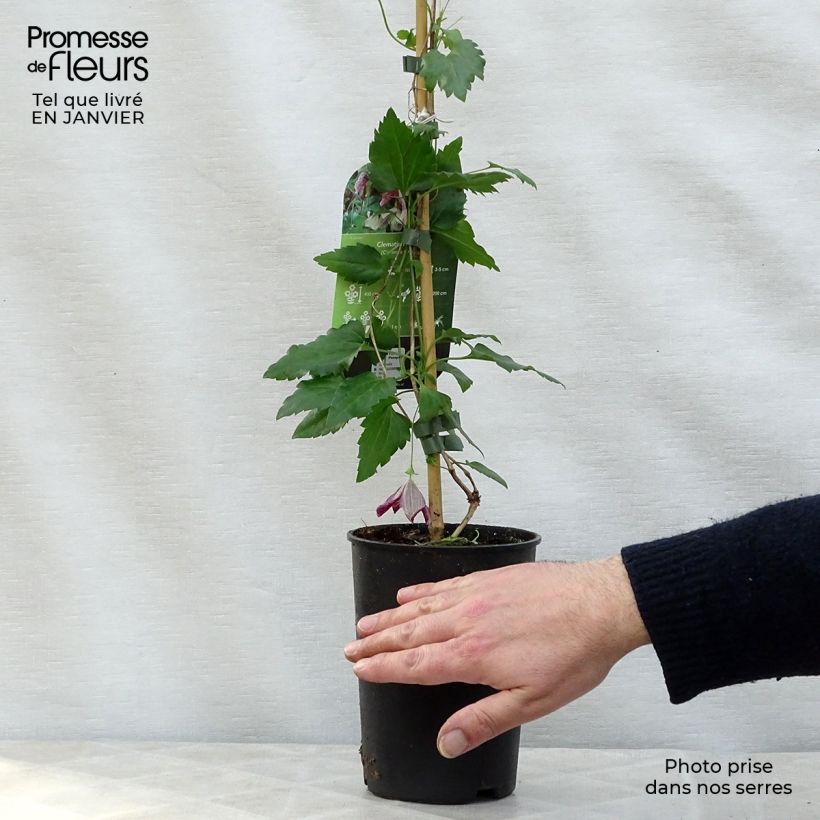 Exemplar von Clematis cirrhosa Freckles - Waldrebe Topf mit 2L/3L wie im Winter geliefert