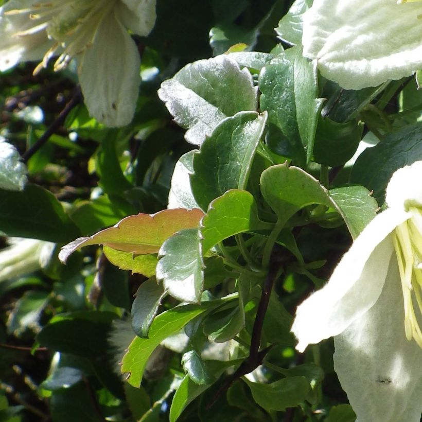 Clematis cirrhosa Wisley Cream - Waldrebe (Foliage)