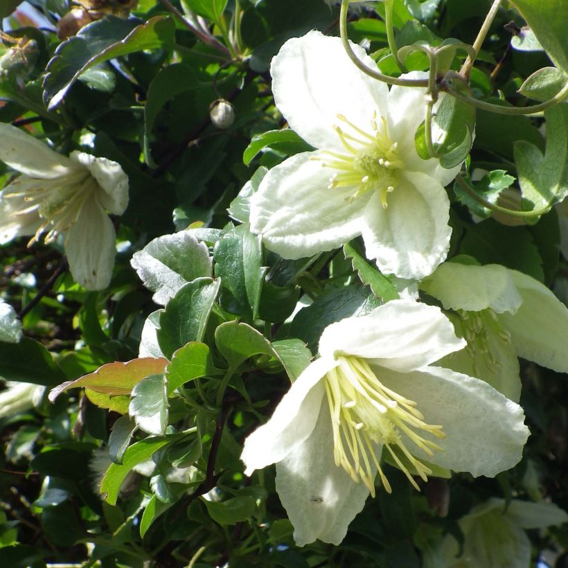 Clematis cirrhosa Wisley Cream - Waldrebe (Flowering)