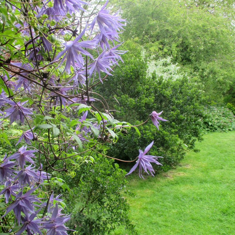 Clematis macropetala - Waldrebe (Plant habit)