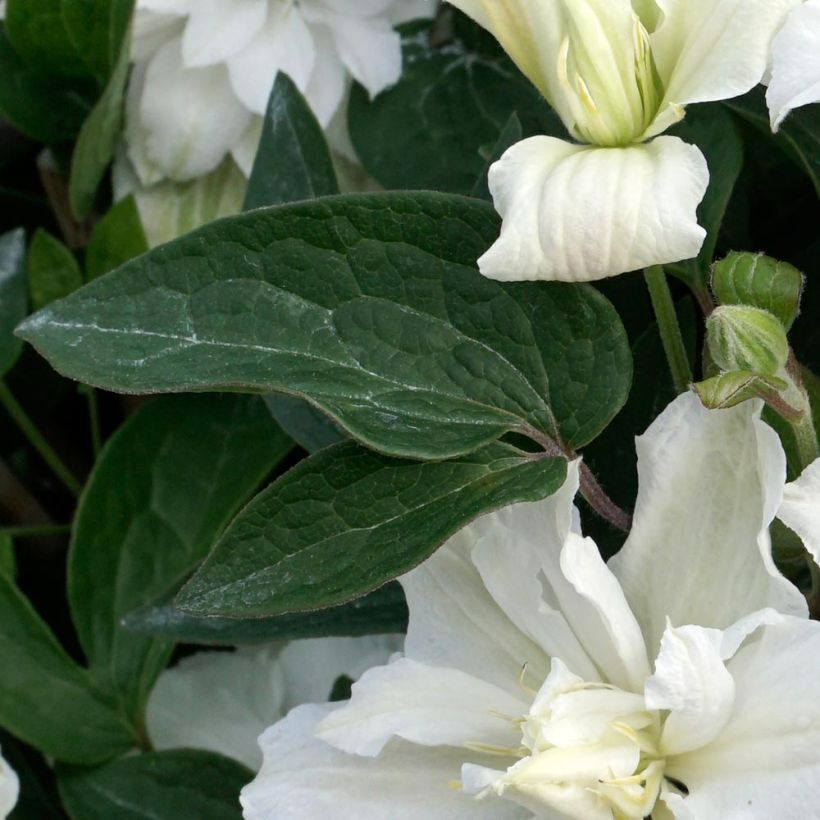 Waldrebe White Arabella - Clematis (Foliage)