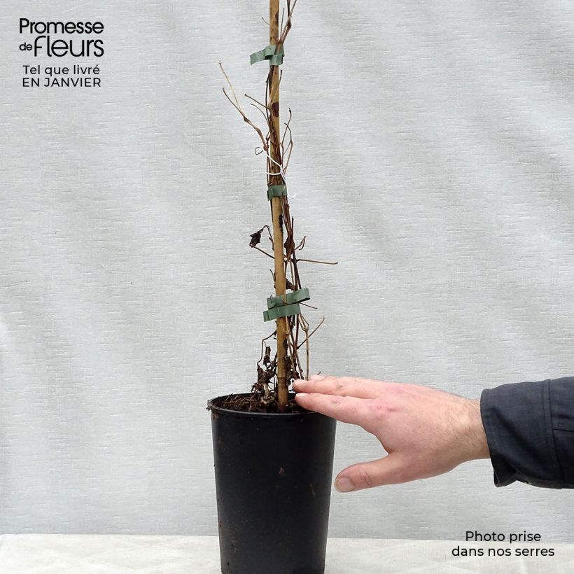 Exemplar von Clematis fargesii Summersnow - Waldrebe Topf mit 2L/3L wie im Winter geliefert