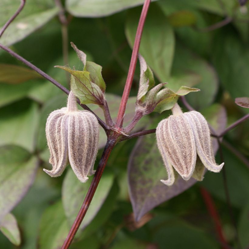 Clematis fusca - Waldrebe (Flowering)