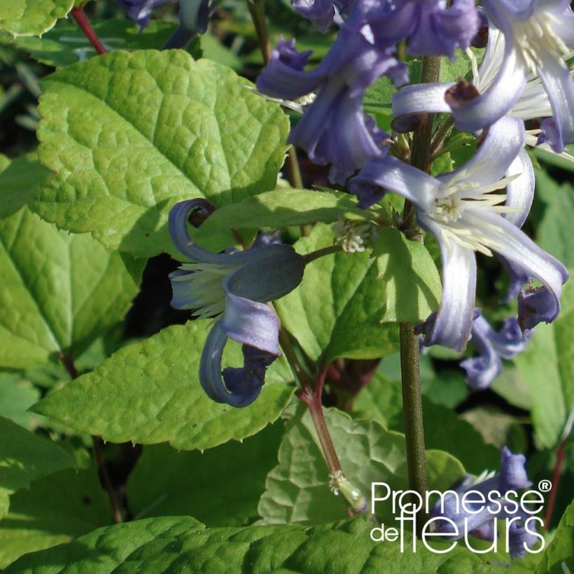 Clematis heracleifolia Côte d'Azur - Stauden-Waldrebe (Foliage)