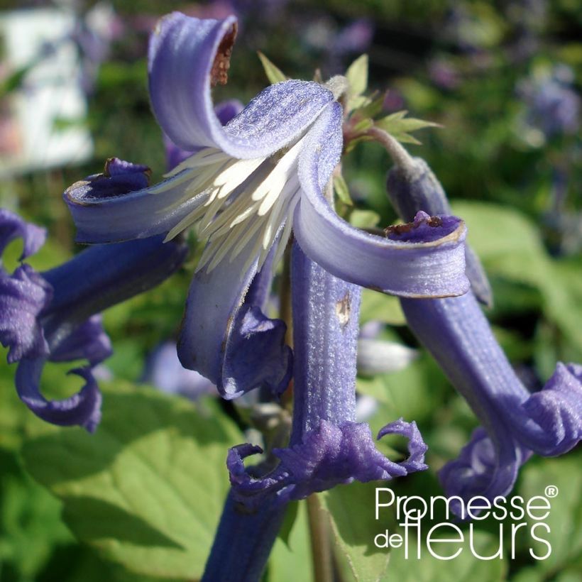 Clematis heracleifolia Côte d'Azur - Stauden-Waldrebe (Flowering)
