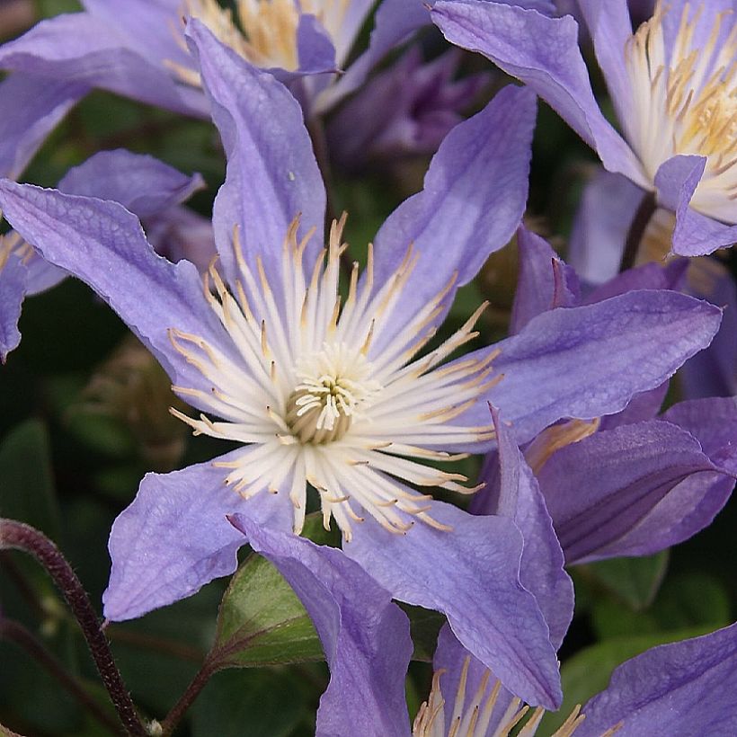Clematis integrifolia Blue River - Stauden-Waldrebe (Flowering)