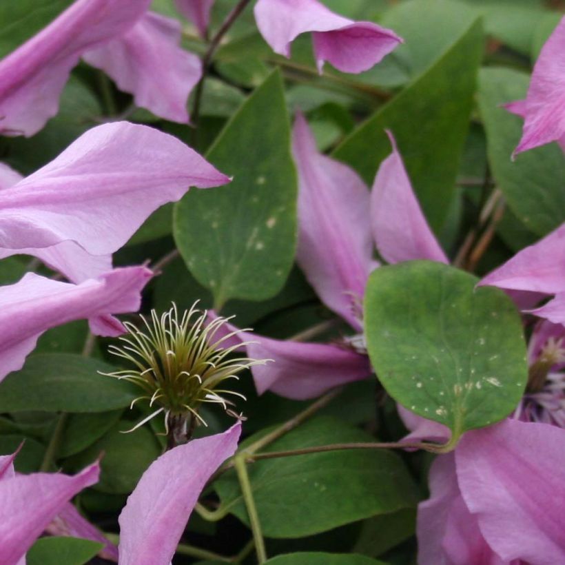 Clematis integrifolia Saphyra Duo Rose - Stauden-Waldrebe (Foliage)