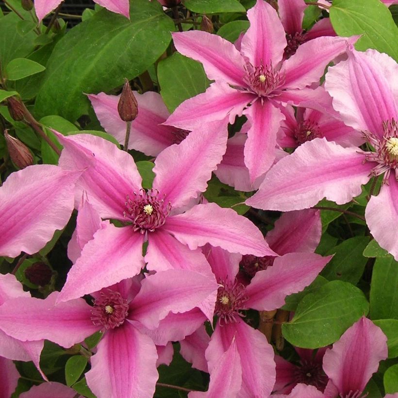 Clematis integrifolia Saphyra Duo Rose - Stauden-Waldrebe (Flowering)