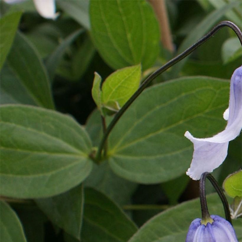 Clematis integrifolia Twinkle - Stauden-Waldrebe (Foliage)