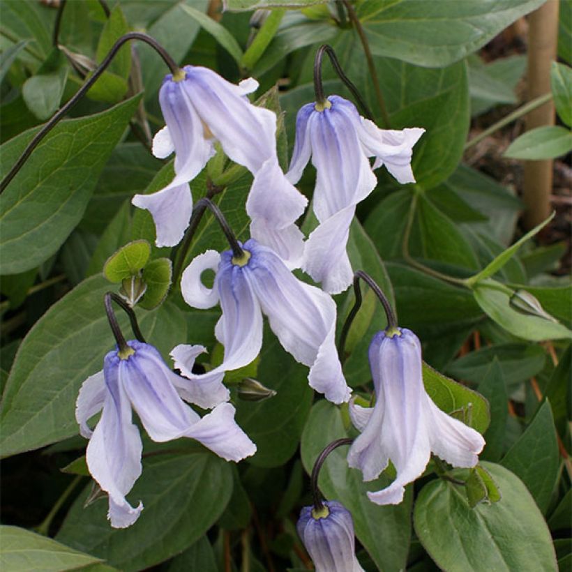 Clematis integrifolia Twinkle - Stauden-Waldrebe (Flowering)