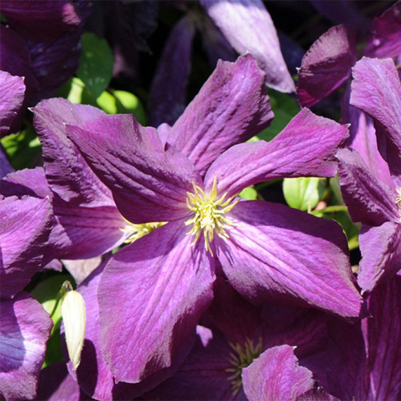 Clematis jackmanii Purpurea - Waldrebe (Flowering)