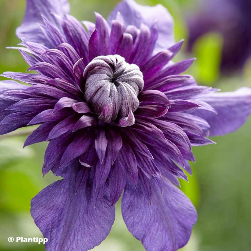 Waldrebe Kokonoe - Clematis (Flowering)