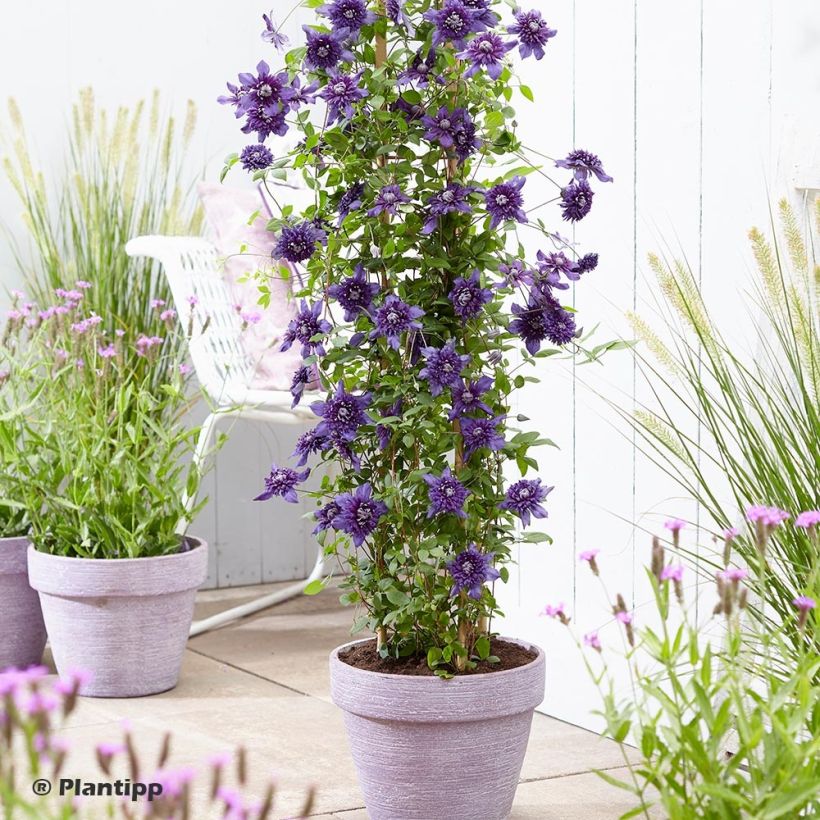 Waldrebe Kokonoe - Clematis (Plant habit)