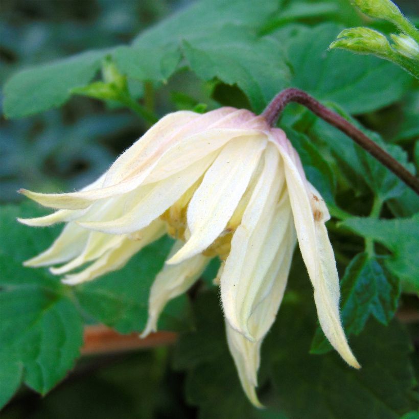 Clematis koreana Amber - Waldrebe (Flowering)