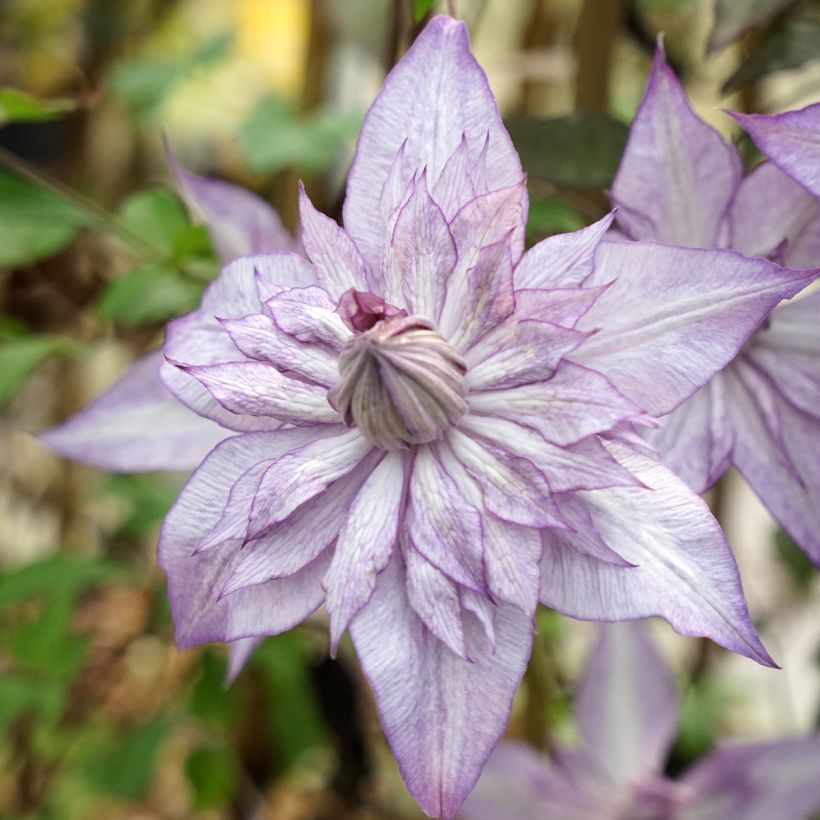 Waldrebe Lady Kyoko - Clematis (Flowering)