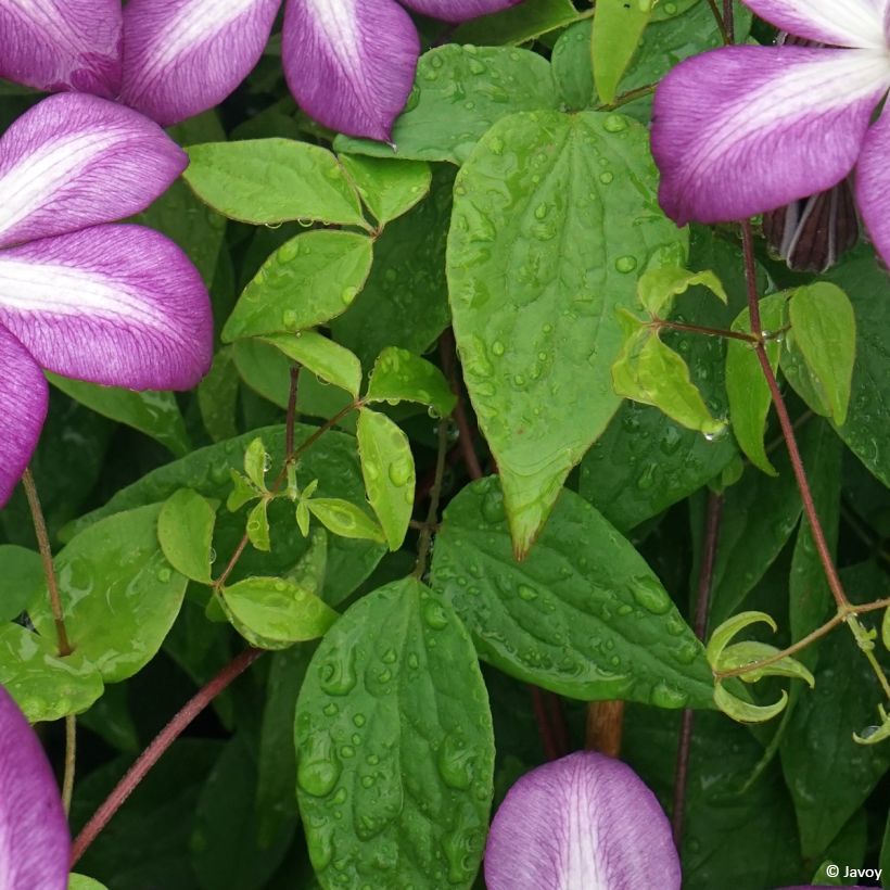 Waldrebe Lavallée n°1 - Clematis (Foliage)