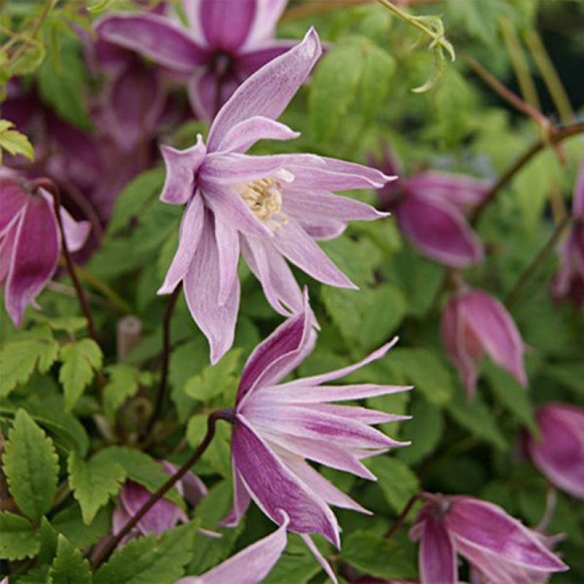 Waldrebe macropetala Markham's Pink - Clematis (Flowering)