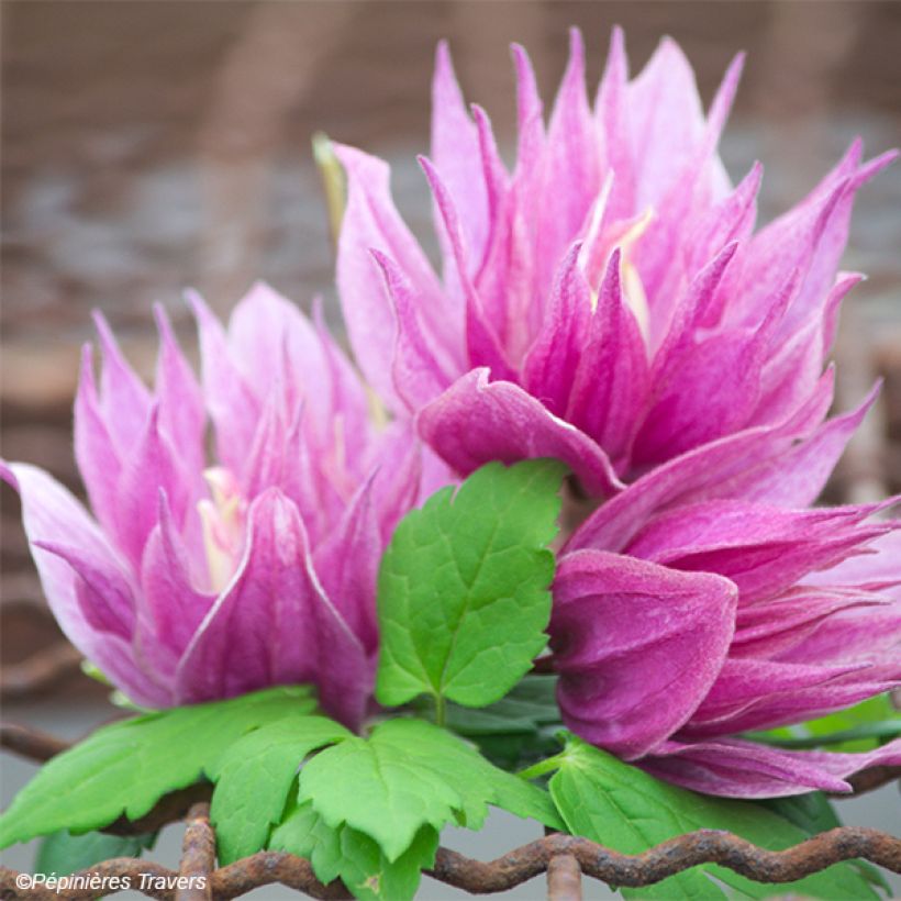 Clematis macropetala Purple Dream - Waldrebe (Flowering)