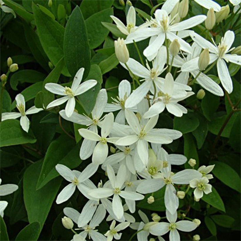 Clematis flammula mandshurica - Waldrebe (Flowering)