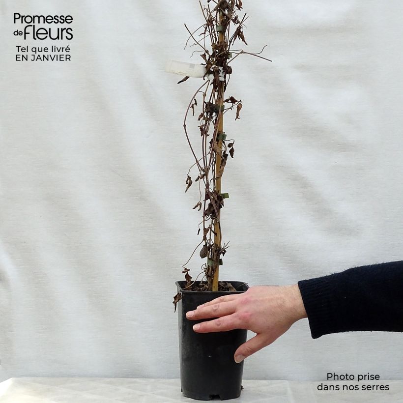 Exemplar von Clematis montana Broughton star - Berg-Waldrebe Topf mit 2L/3L wie im Winter geliefert