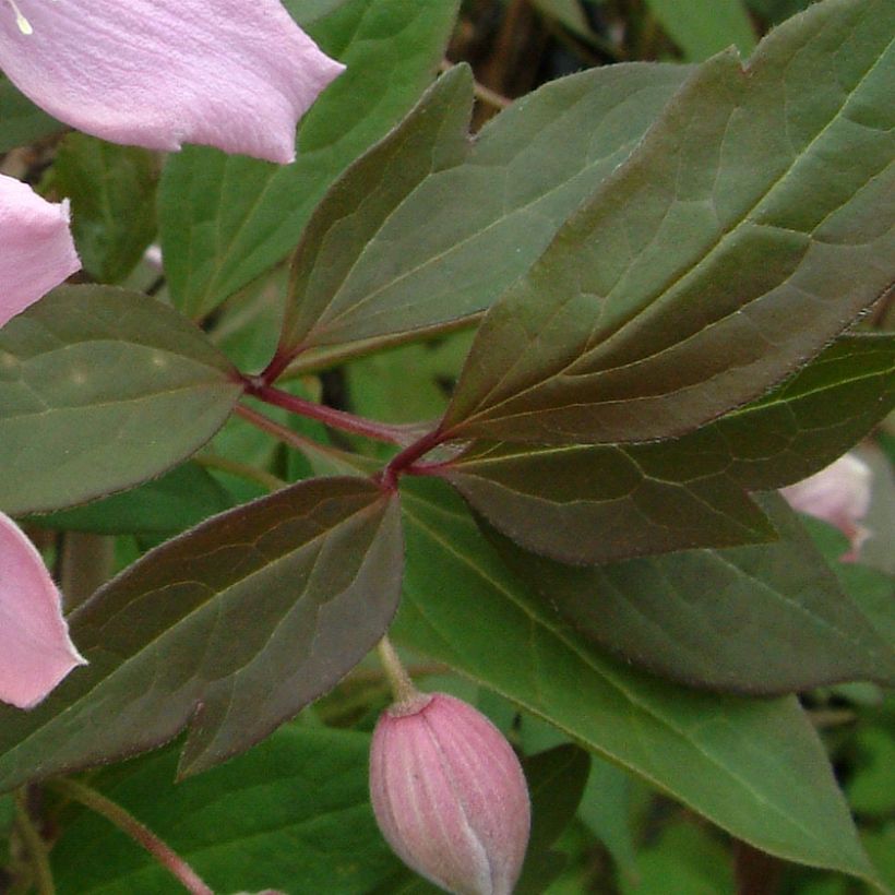 Clematis montana Fragrant Spring - Berg-Waldrebe (Laub)