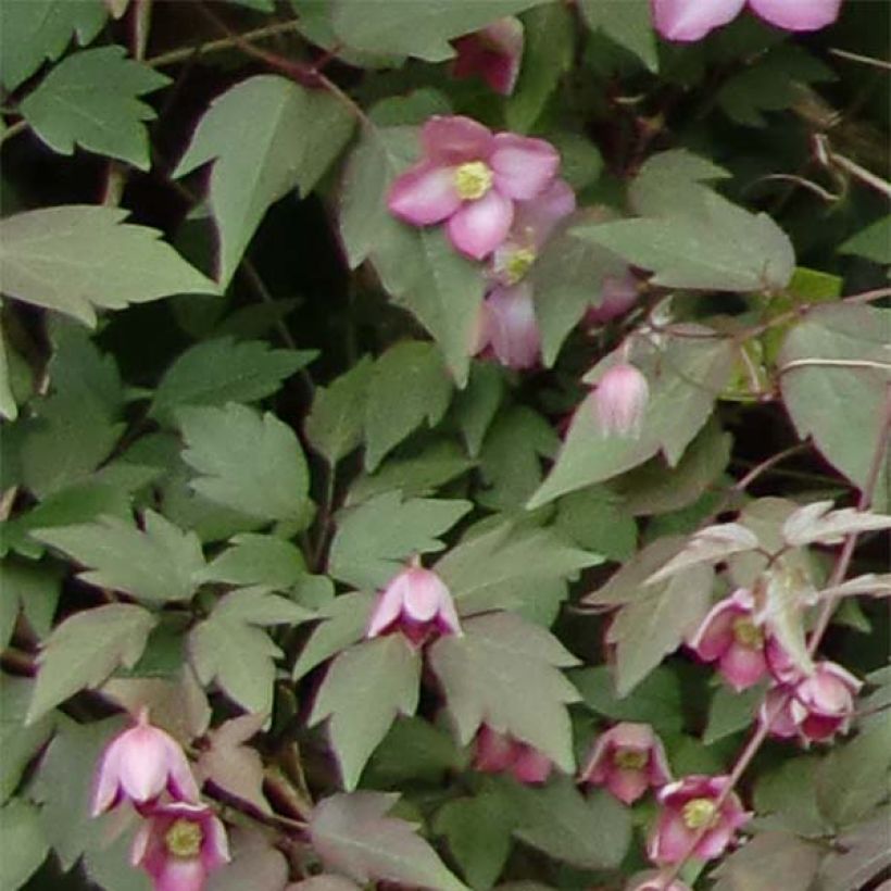 Clematis montana Freda - Berg-Waldrebe (Foliage)