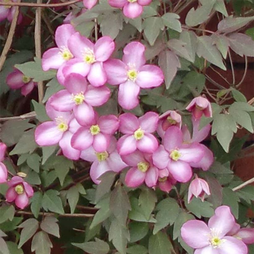 Clematis montana Freda - Berg-Waldrebe (Flowering)