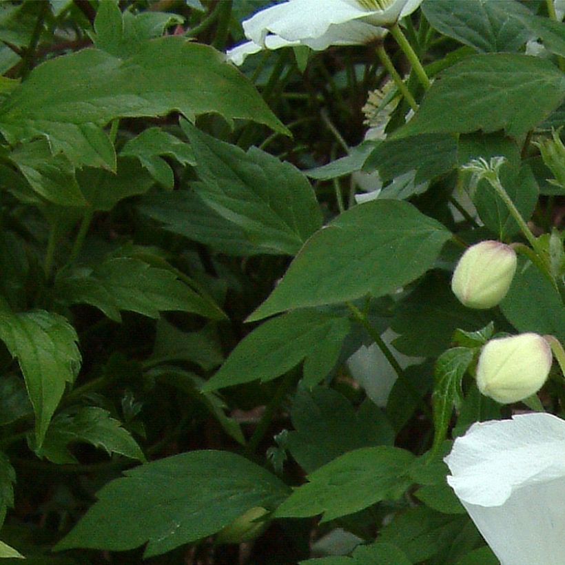 Clematis montana Grandiflora - Berg-Waldrebe (Foliage)