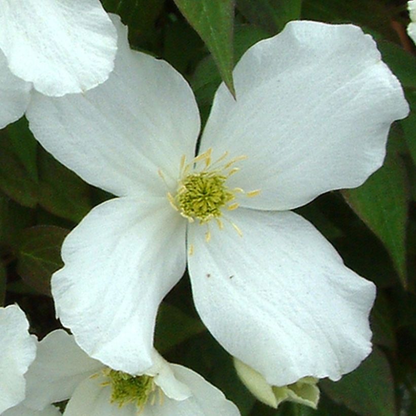 Clematis montana Grandiflora - Berg-Waldrebe (Flowering)