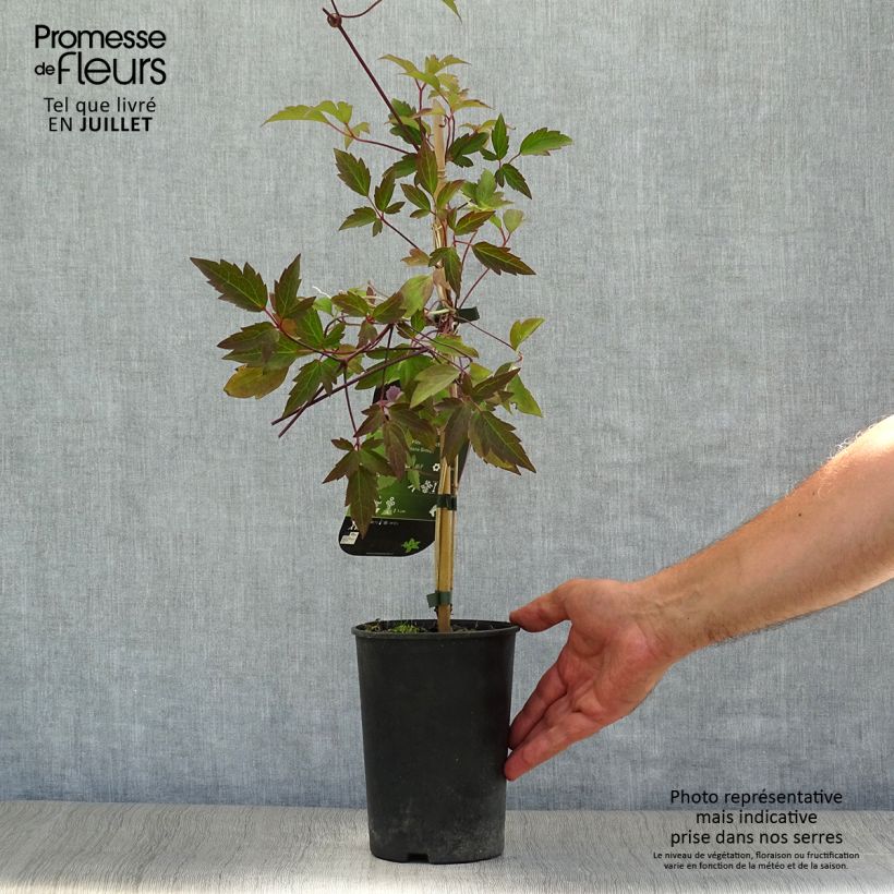 Exemplar von Waldrebe Pink Perfection - Clematis Topf mit 1,5L/2L wie im Sommer geliefert