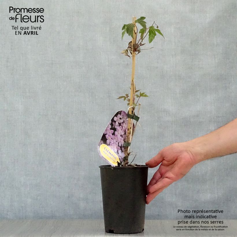 Exemplar von Waldrebe Pink Perfection - Clematis Topf mit 1,5L/2L wie im Frühjahr geliefert
