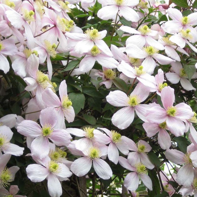 Clematis montana Rubens - Berg-Waldrebe (Flowering)