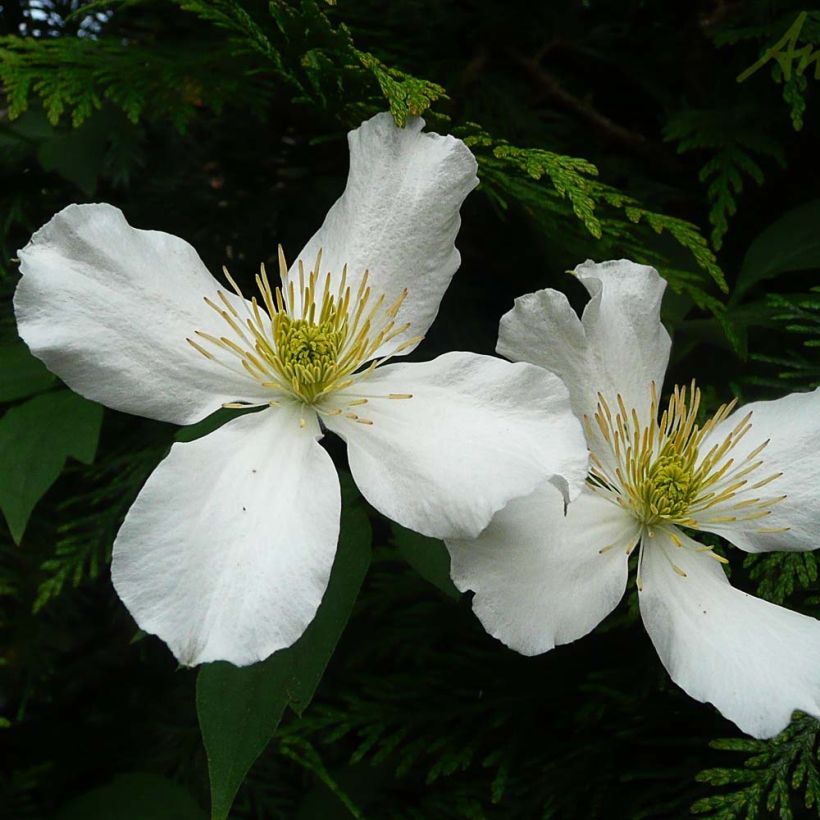 Clematis montana Spooneri - Berg-Waldrebe (Flowering)