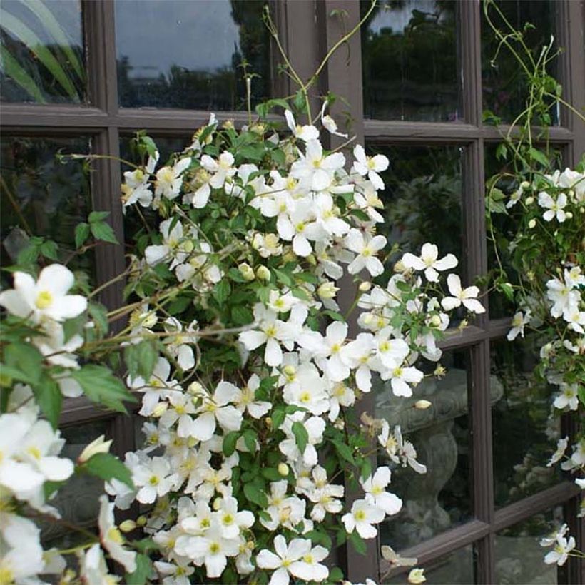 Clematis montana Spooneri - Berg-Waldrebe (Plant habit)