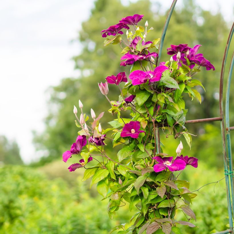 Waldrebe Rouge Cardinal - Clematis (Plant habit)