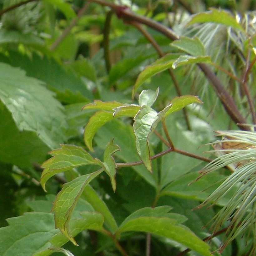Clematis serratifolia - Waldrebe (Foliage)