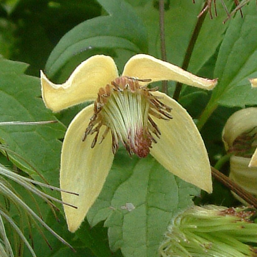 Clematis serratifolia - Waldrebe (Flowering)
