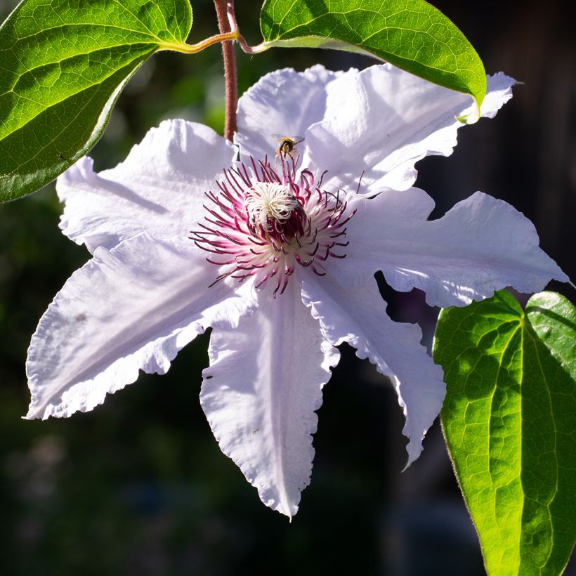 Waldrebe Snow Queen - Clematis (Flowering)