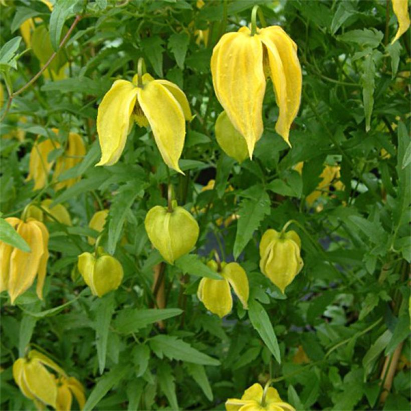 Clematis tangutica Aureolin - Gold-Waldrebe (Flowering)