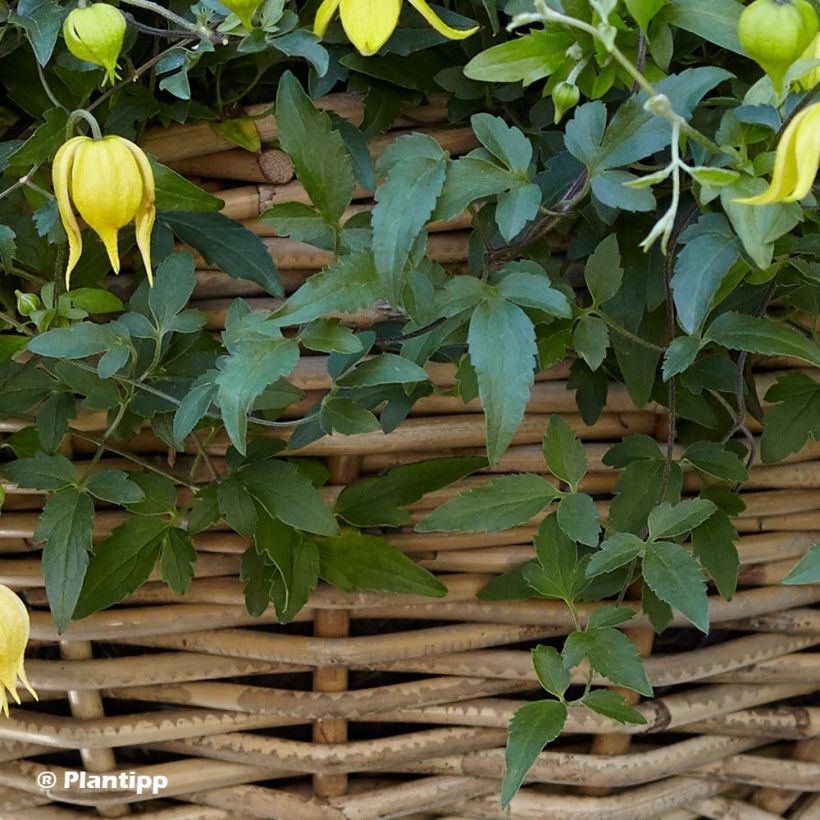 Clematis tangutica Little Lemons - Gold-Waldrebe (Foliage)